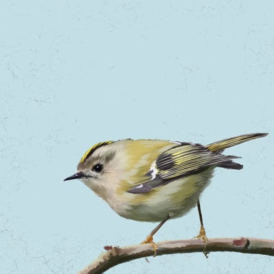 Goldcrest by Vicki Hunt multi panel art