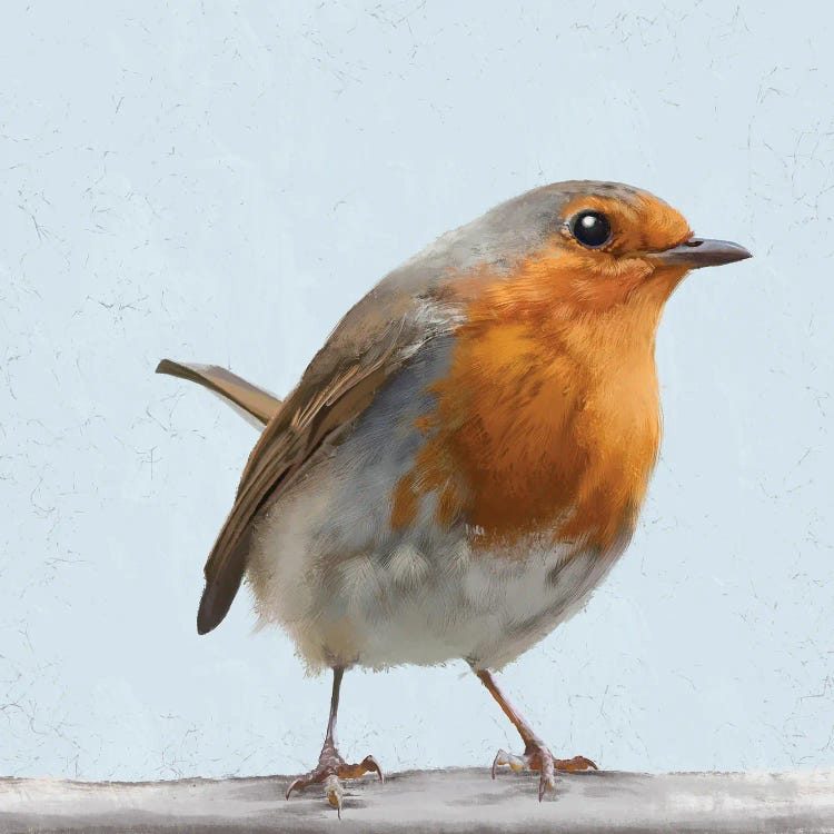 Robin