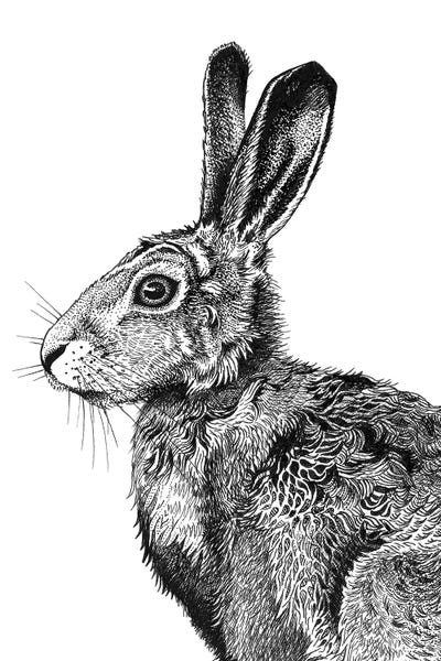 Vicki Hunt: Hare I by Vicki Hunt