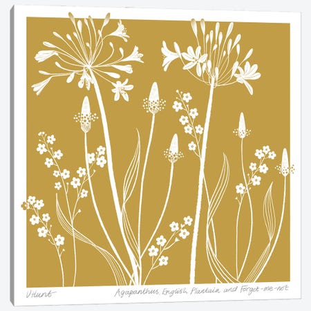 Agapanthus, English Plantain And Forget Me-Not Canvas Print #VHN19} by Vicki Hunt Art Print