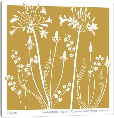 Agapanthus, English Plantain And Forget Me-Not Canvas Art Print