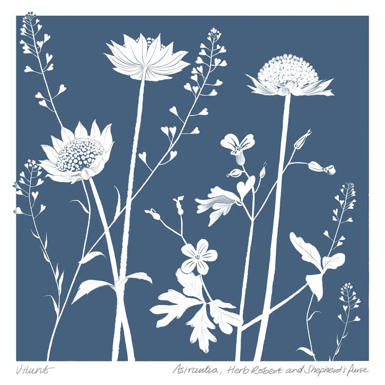 Astrantia, Herb Robert, And Shepherds Purse by Vicki Hunt wall art