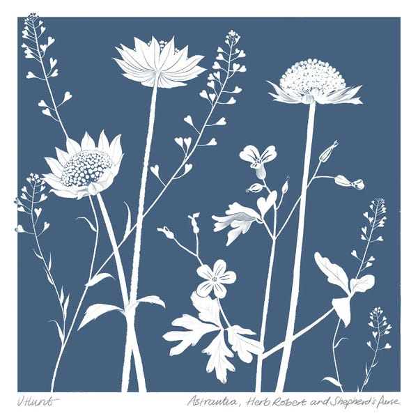 Vicki Hunt: Astrantia, Herb Robert, And Shepherds Purse by Vicki Hunt