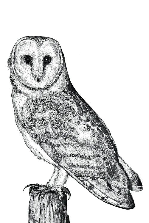 Barn Owl