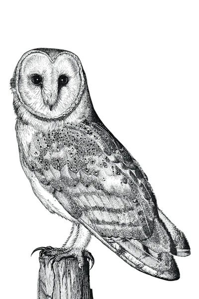 Vicki Hunt: Barn Owl by Vicki Hunt