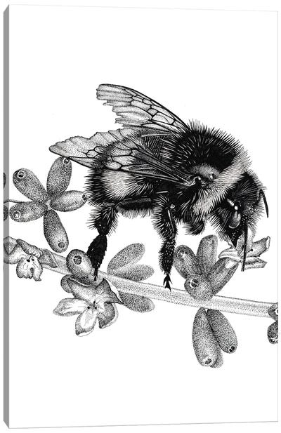 Bee On Lavander Canvas Art Print - Lavender Art