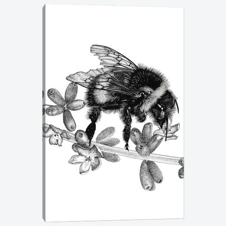 Bee On Lavander Canvas Print #VHN22} by Vicki Hunt Canvas Artwork