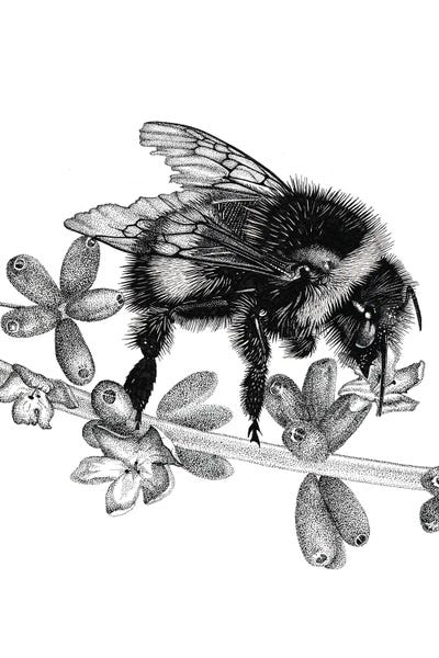 Herbs: Bee On Lavander by Vicki Hunt