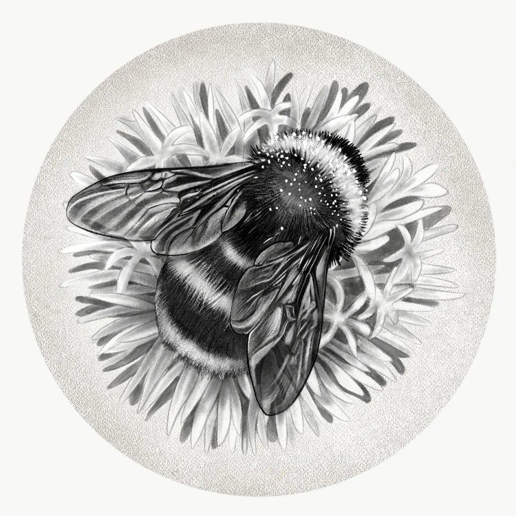 Bee On Cornflower In Pencil