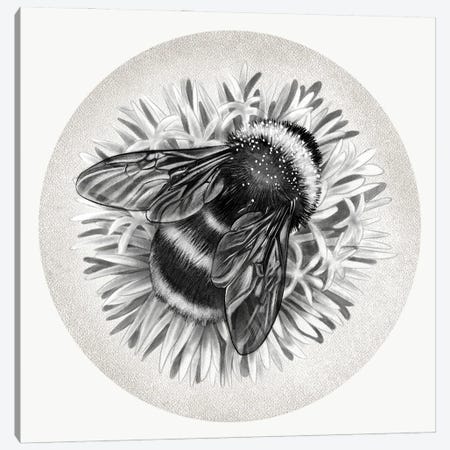 Bee On Cornflower In Pencil Canvas Print #VHN23} by Vicki Hunt Canvas Art