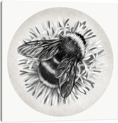 Bee On Cornflower In Pencil Canvas Art Print