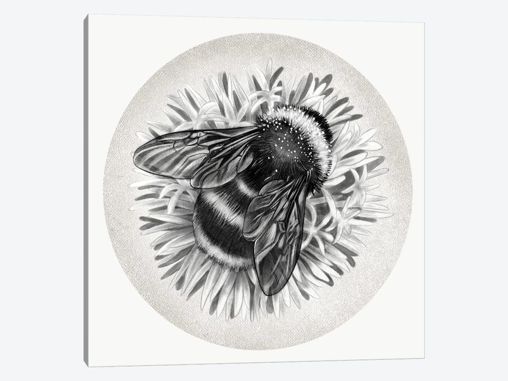 Bee On Cornflower In Pencil by Vicki Hunt 1-piece Canvas Art