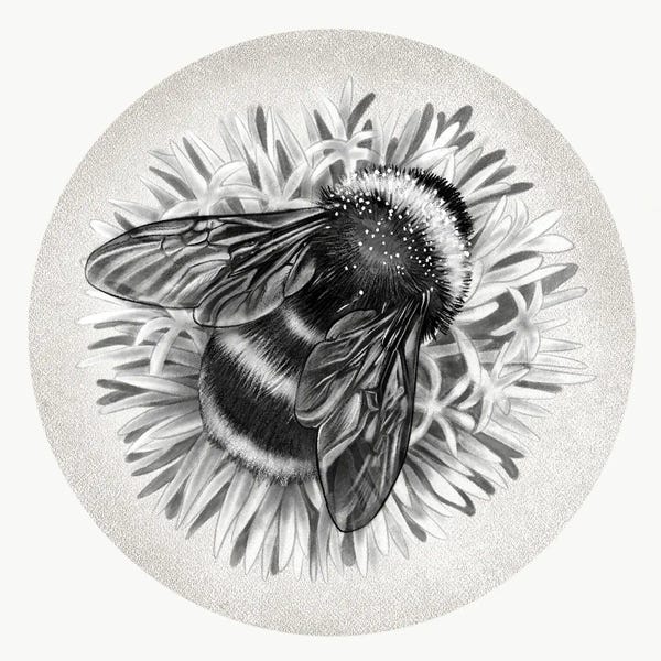 Vicki Hunt: Bee On Cornflower In Pencil by Vicki Hunt