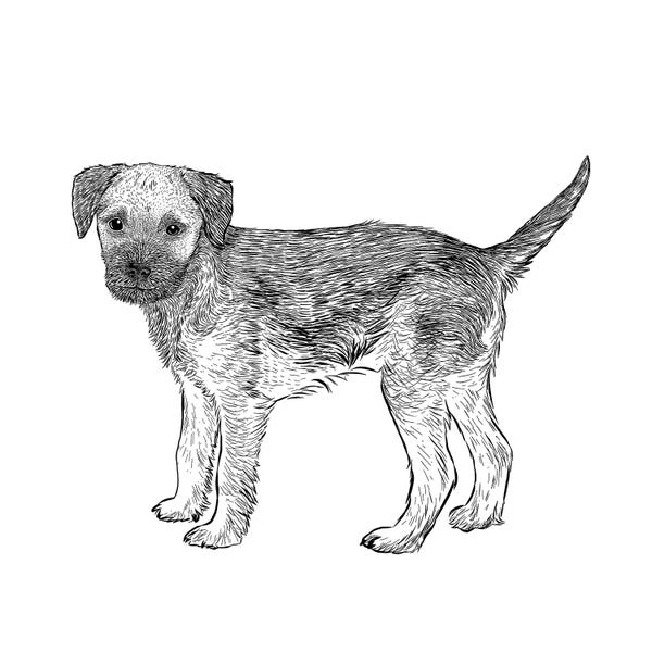 Vicki Hunt: Border Terrier by Vicki Hunt