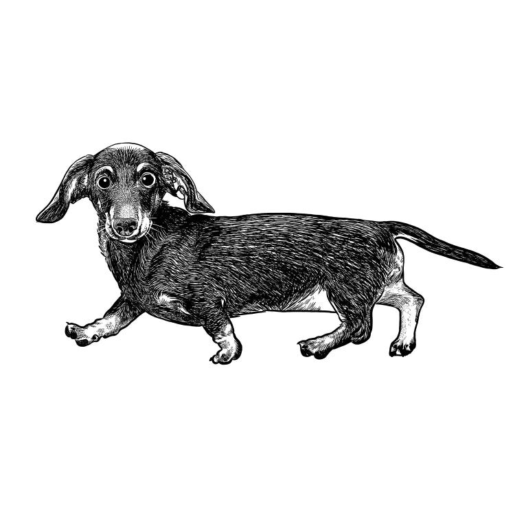 Dachshund