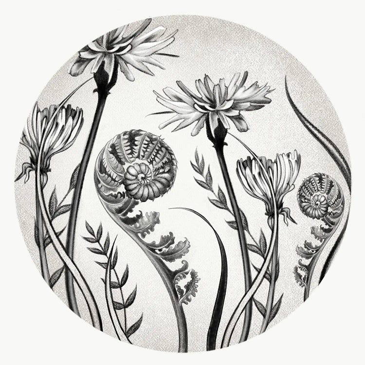 Dandelions And Ferns In Pencil