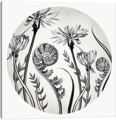 Dandelions And Ferns In Pencil Canvas Art Print - Ferns