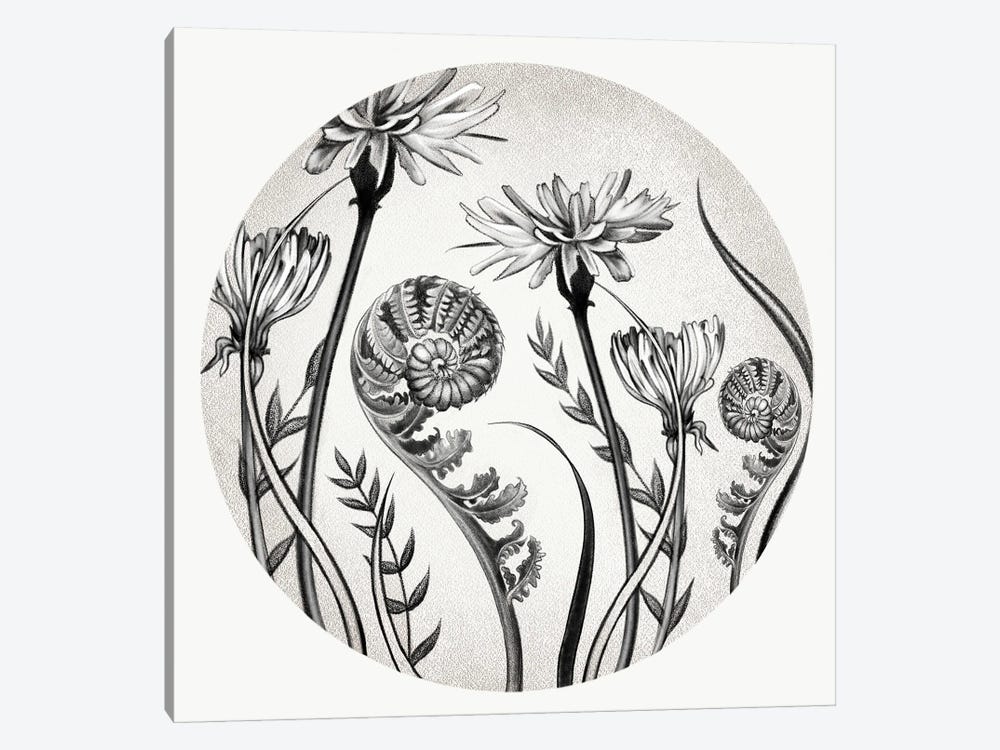 Dandelions And Ferns In Pencil by Vicki Hunt 1-piece Canvas Art