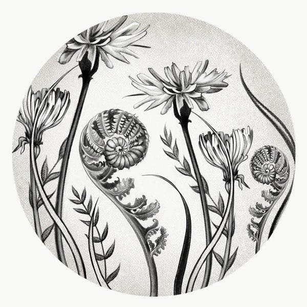 Black & White Florals: Dandelions And Ferns In Pencil by Vicki Hunt