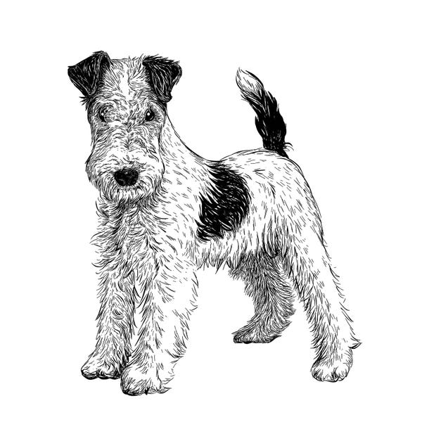 Vicki Hunt: Fox Terrier by Vicki Hunt