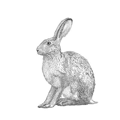 Hare by Vicki Hunt multi panel art