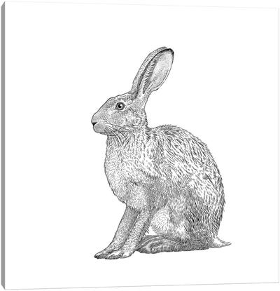 Hare Canvas Art Print - Vicki Hunt