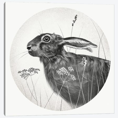 Hare In Pencil Canvas Print #VHN41} by Vicki Hunt Canvas Artwork