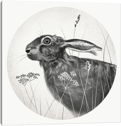 Hare In Pencil Canvas Art Print - Vicki Hunt