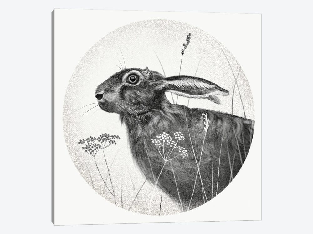Hare In Pencil by Vicki Hunt 1-piece Canvas Artwork