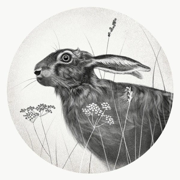Vicki Hunt: Hare In Pencil by Vicki Hunt