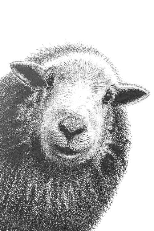 Herdwick Sheep II