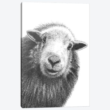Herdwick Sheep II Canvas Print #VHN44} by Vicki Hunt Art Print