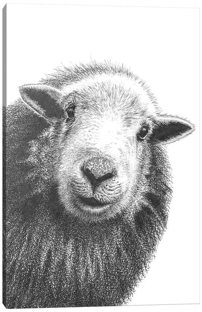 Herdwick Sheep II Canvas Art Print - Vicki Hunt