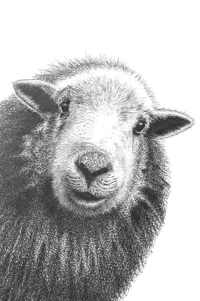 Vicki Hunt: Herdwick Sheep II by Vicki Hunt