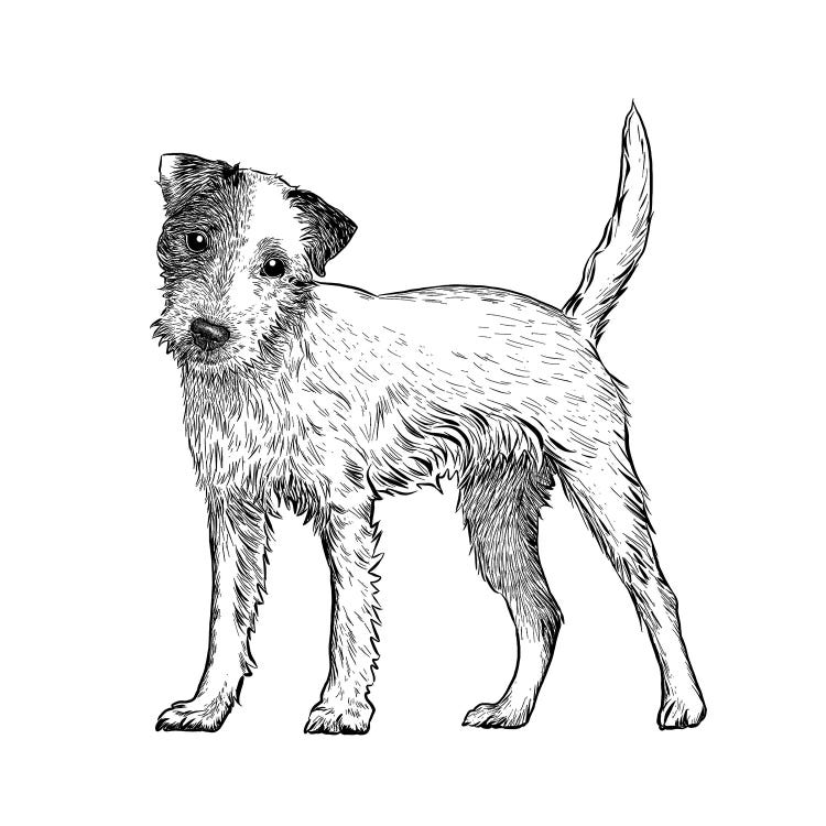 Jack Russell