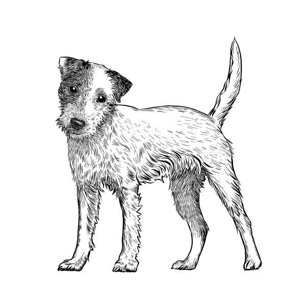 Terriers: Jack Russell by Vicki Hunt