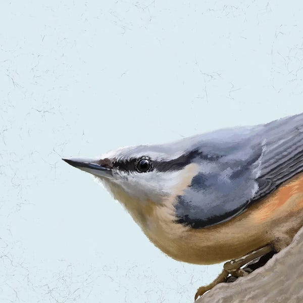 Nuthatches: Nuthatch by Vicki Hunt