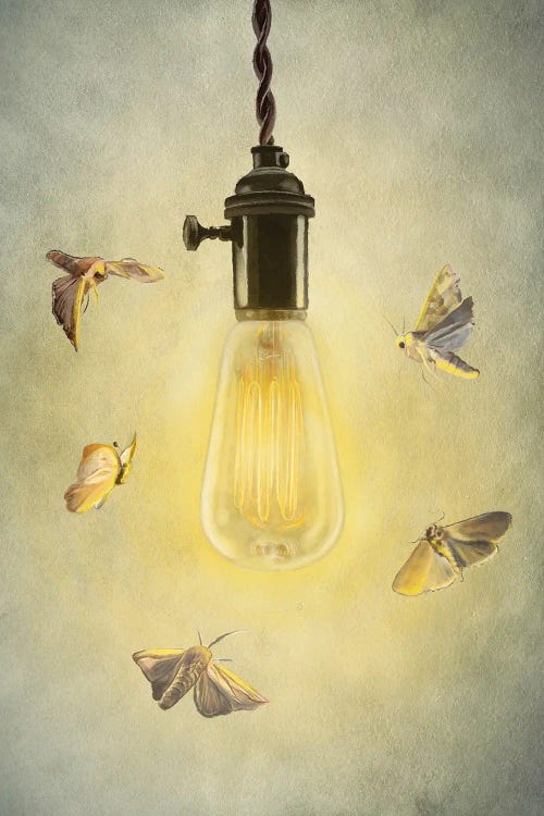 Moths Around Edison Lightbulb