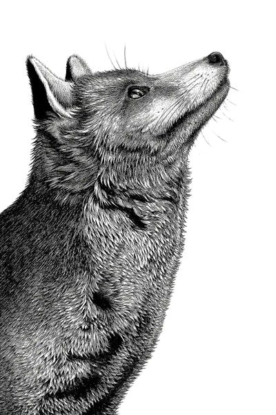 Vicki Hunt: Fox Ink by Vicki Hunt