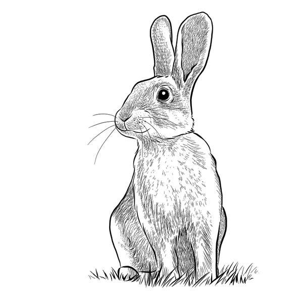 Vicki Hunt: Rabbit by Vicki Hunt