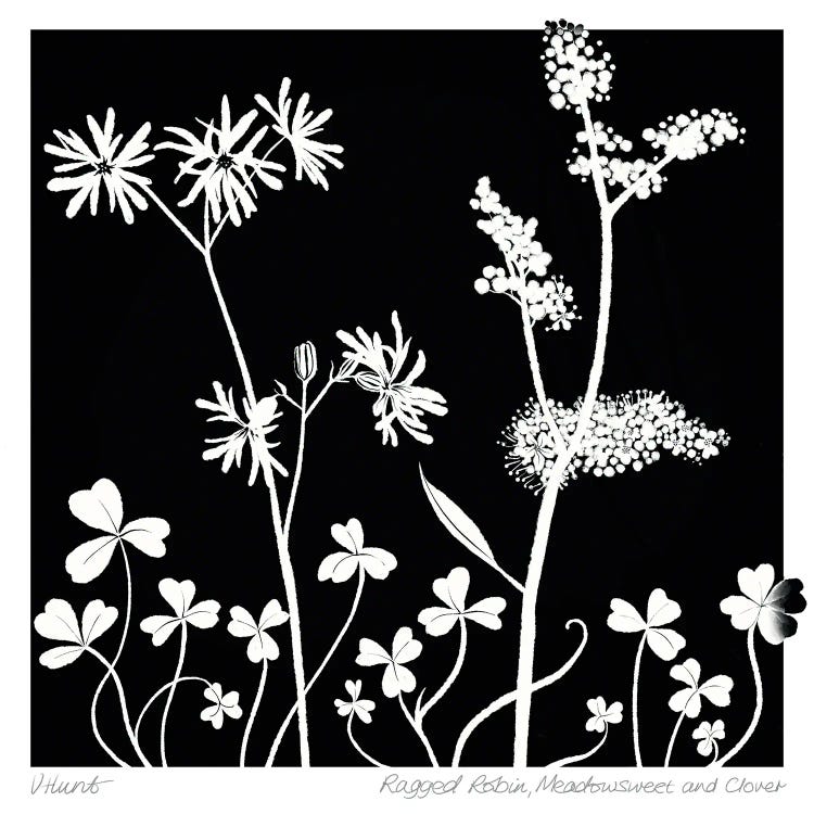 Ragged Robin, Meadowsweet And Clover