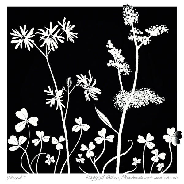 Herbs: Ragged Robin, Meadowsweet And Clover by Vicki Hunt