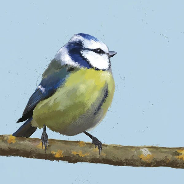 Vicki Hunt: Blue Tit by Vicki Hunt