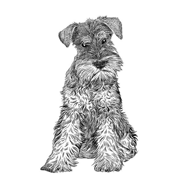 Vicki Hunt: Schnauzer by Vicki Hunt