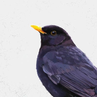 Blackbird by Vicki Hunt framed canvas print