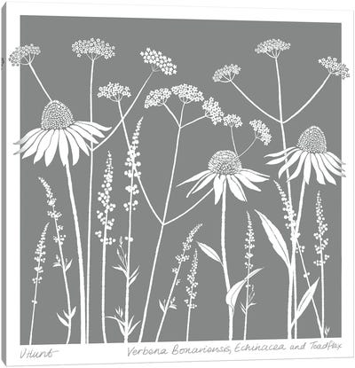 Verbena Bonariensis, Echinacea And Toadlax Canvas Art Print - Vicki Hunt