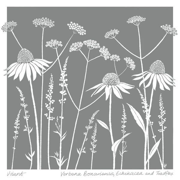Herbs: Verbena Bonariensis, Echinacea And Toadlax by Vicki Hunt