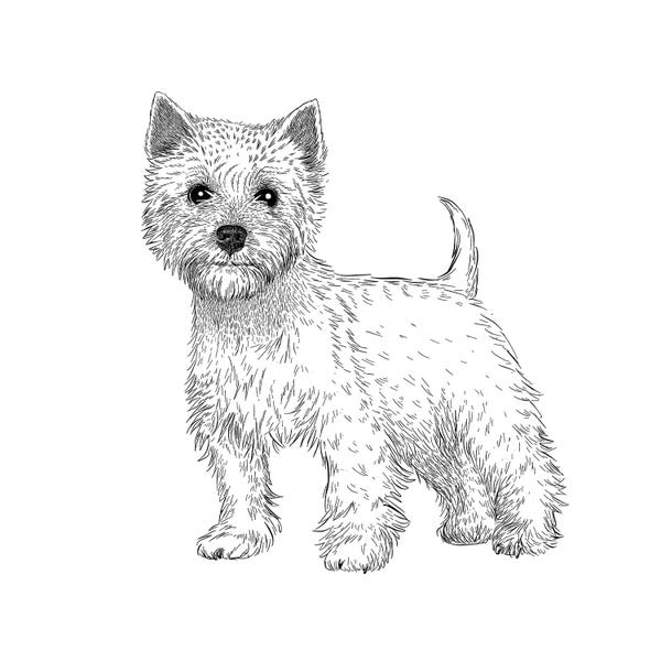 Vicki Hunt: West Highland Terrier by Vicki Hunt