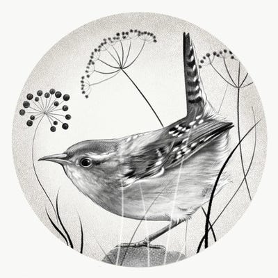 Wren In Pencil by Vicki Hunt framed canvas print