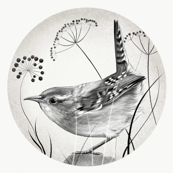 Vicki Hunt: Wren In Pencil by Vicki Hunt